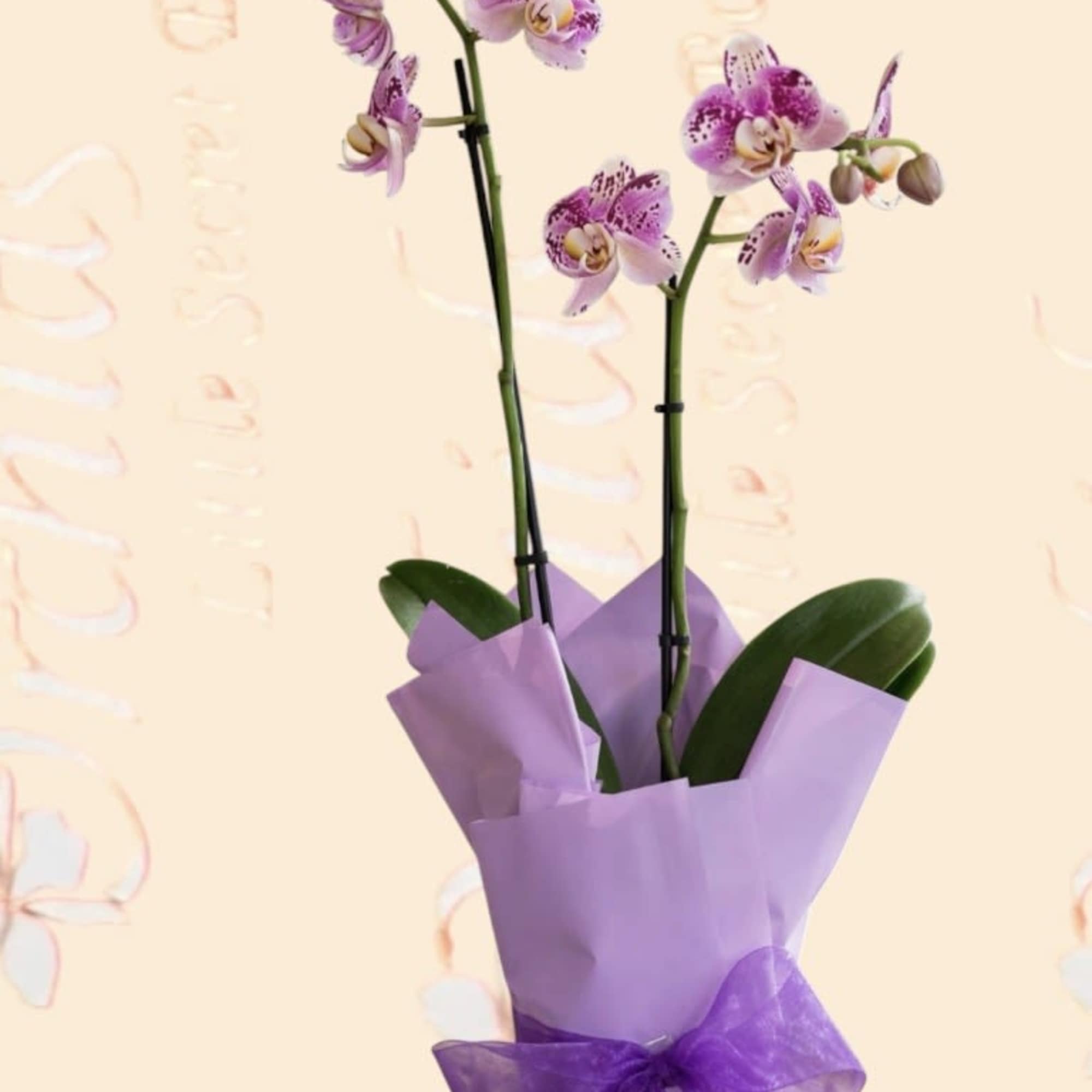 
Bring timeless elegance to any space with our beautiful Double Stem Purple, photo 2 of 3
