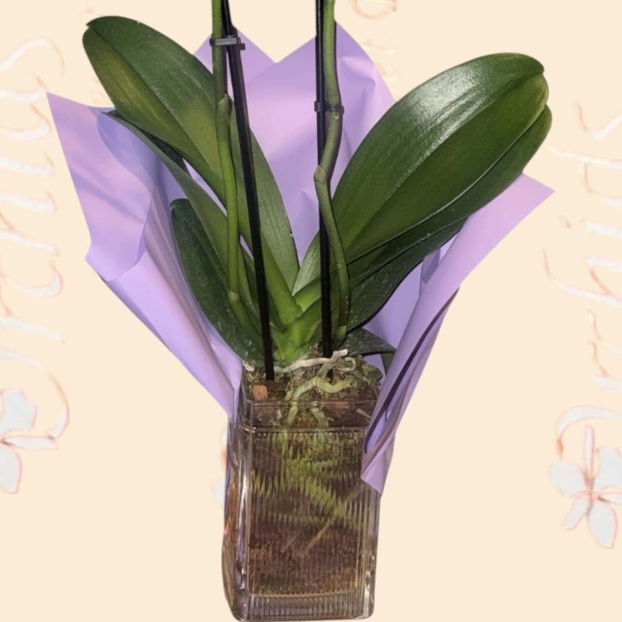 
Bring timeless elegance to any space with our beautiful Double Stem Purple, photo 3 of 3