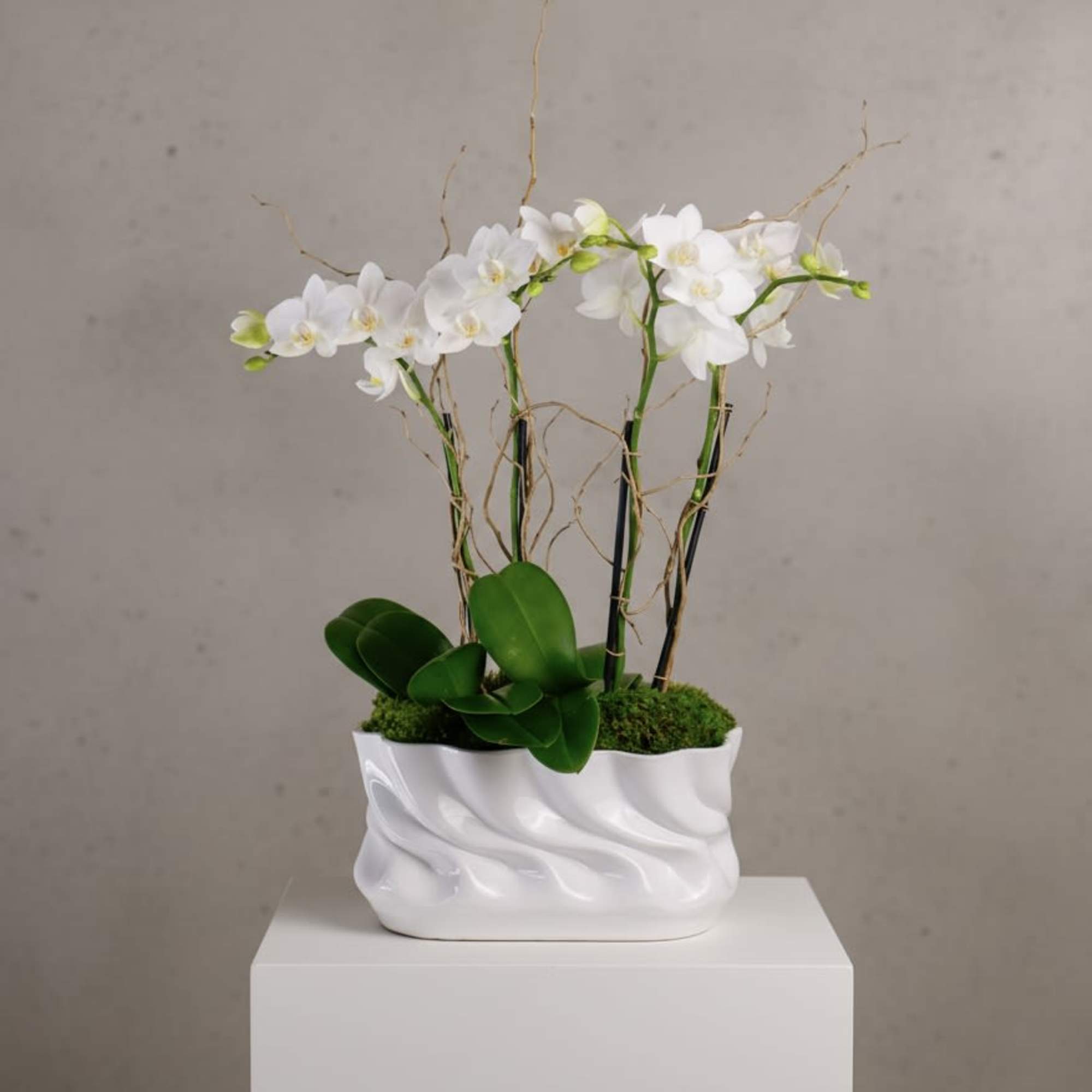 White orchids in a white ceramic planter with moss and green leaves