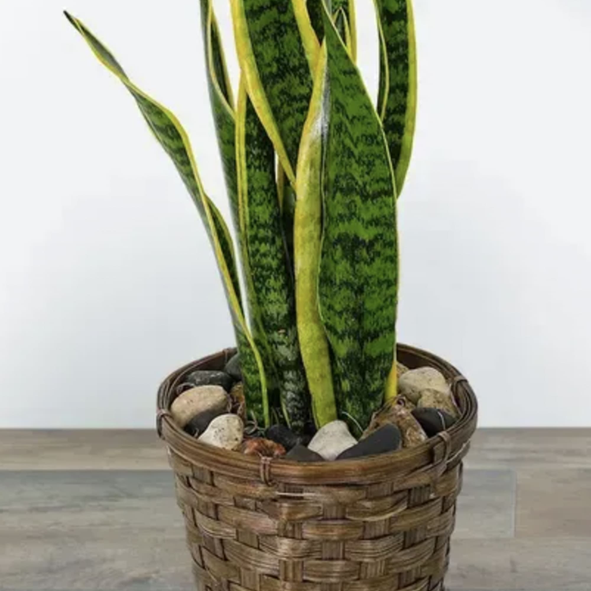 Snake plant in a woven basket planter with decorative stones