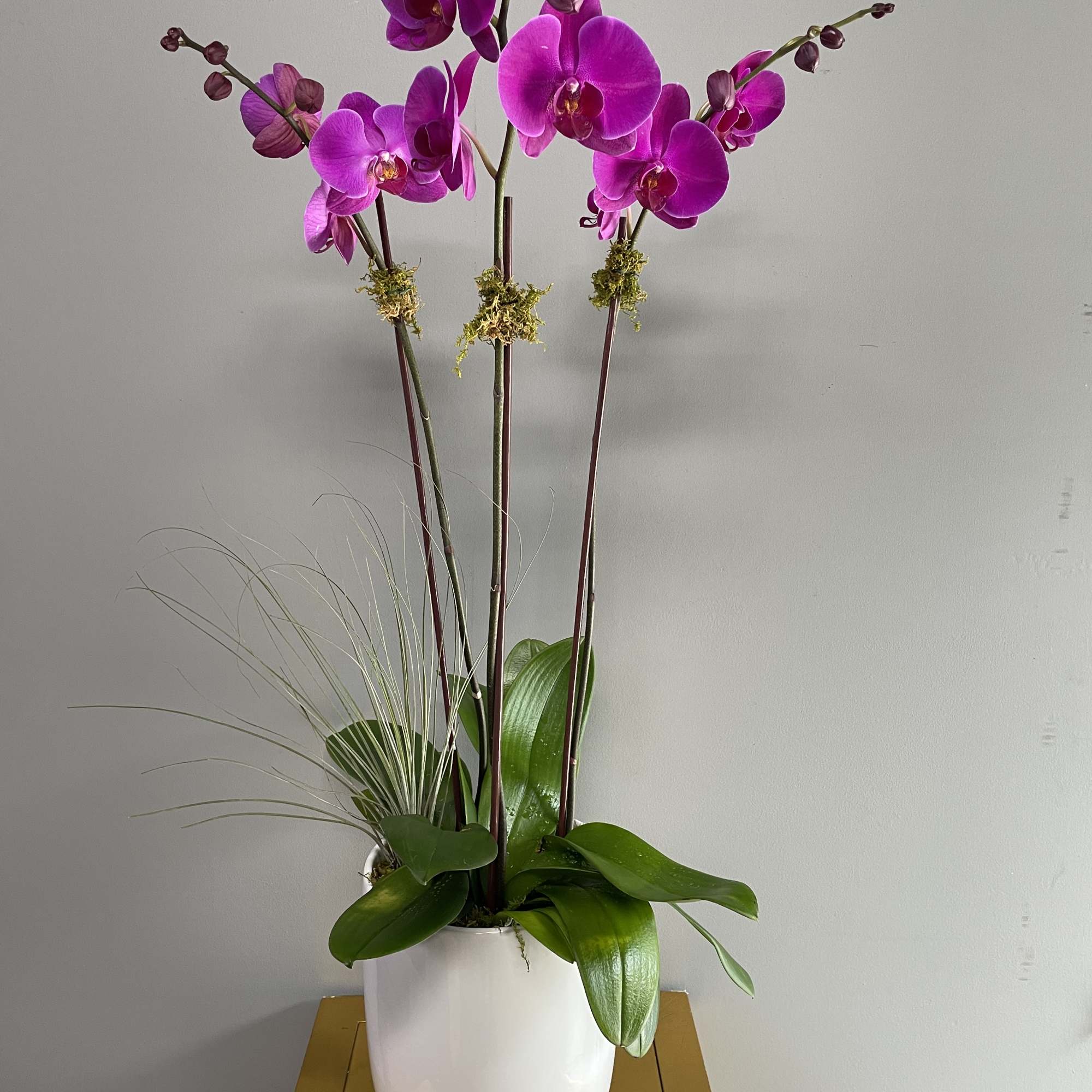 Triple Purple Orchids showcases three tall and stunning purple Phalaenopsis orchids, elegantly