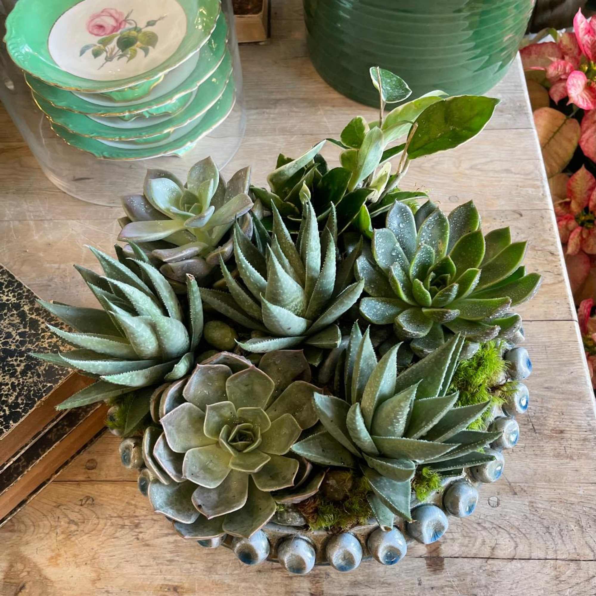 Succulent arrangement in a decorative round container