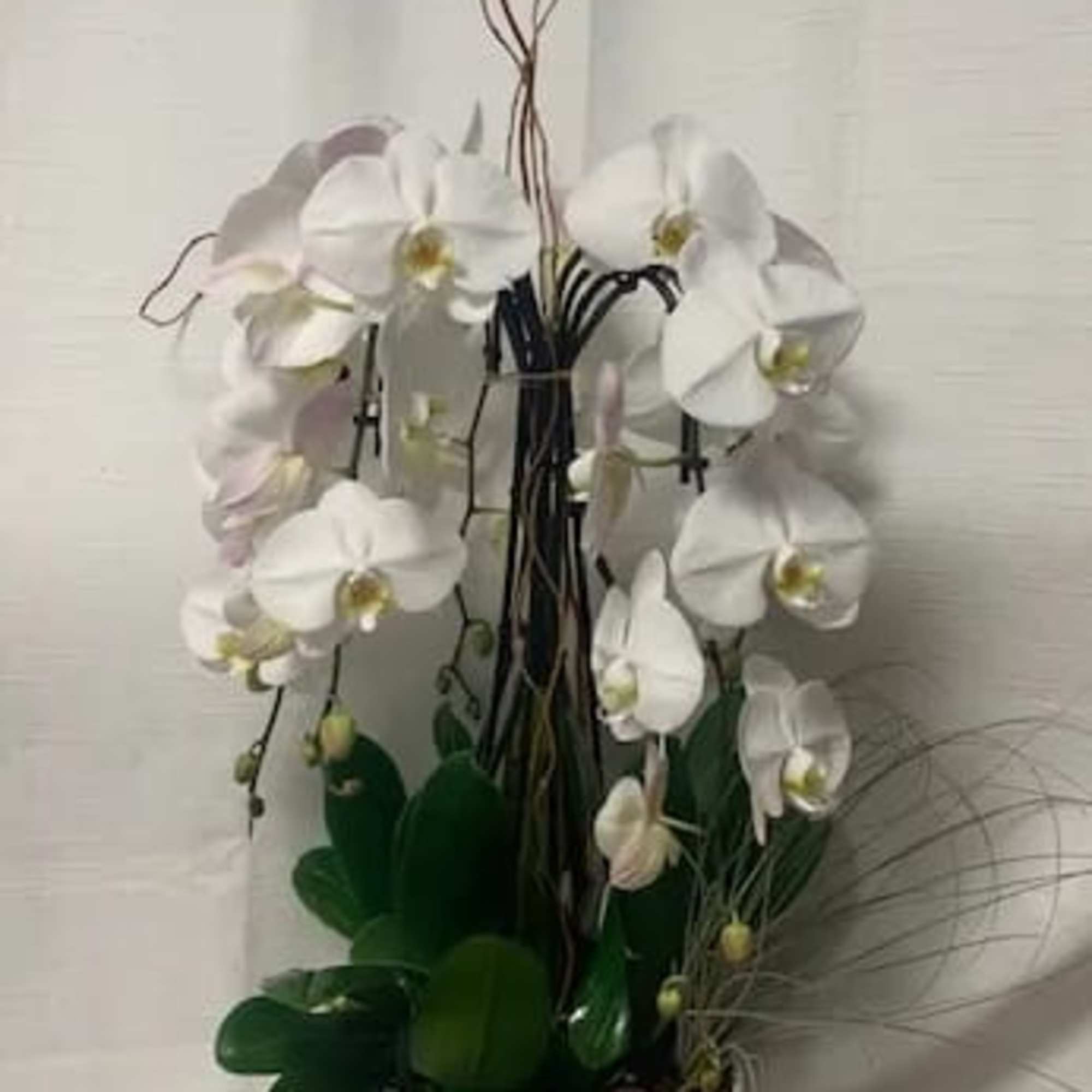Elevate the beauty of your living space with our exquisite Phalaenopsis Orchids.