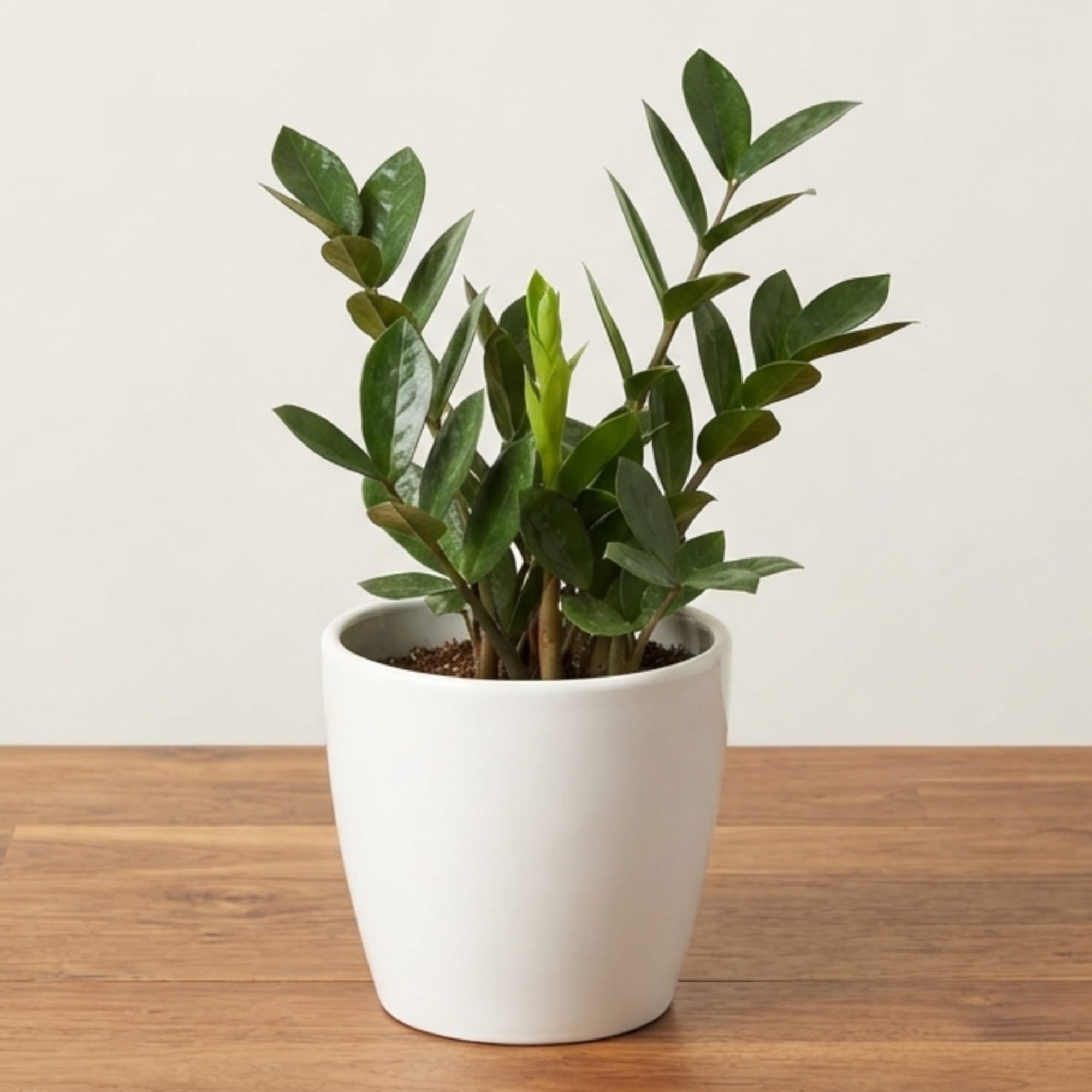 Potted green houseplant in a white ceramic pot on a wooden table