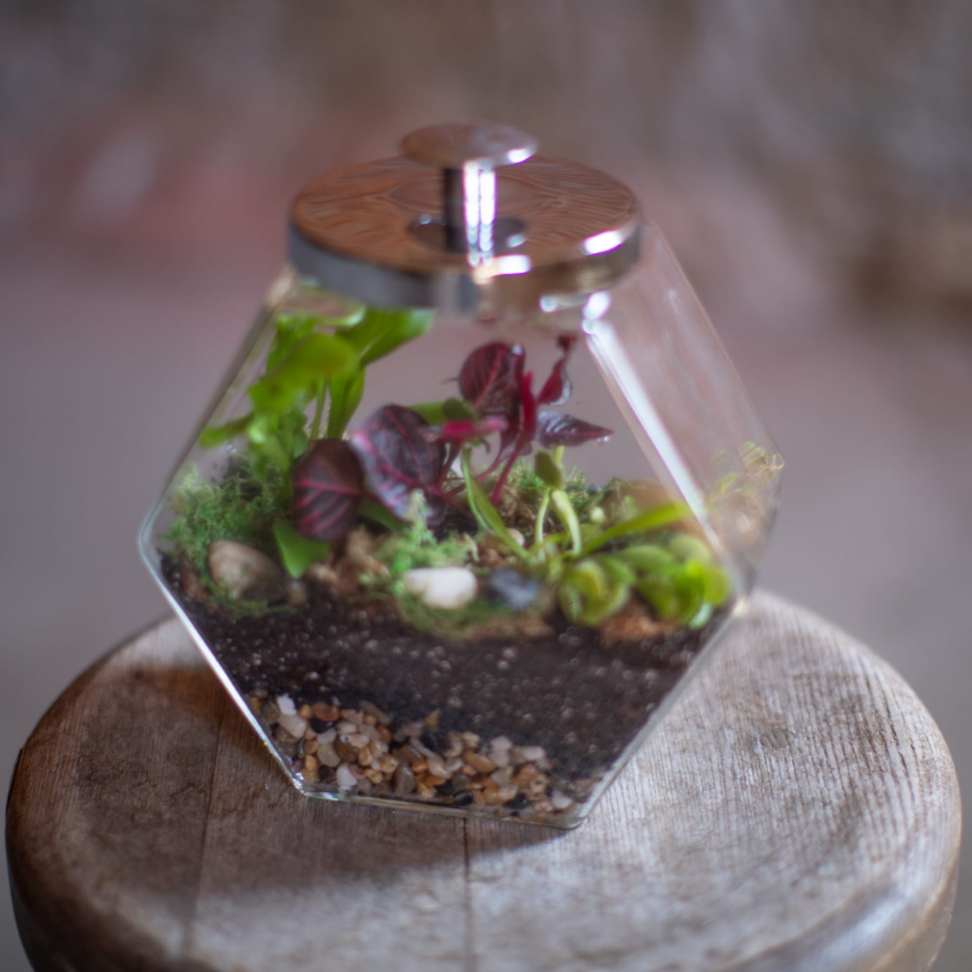Small terrarium with assorted plants in a glass container on a wooden stand