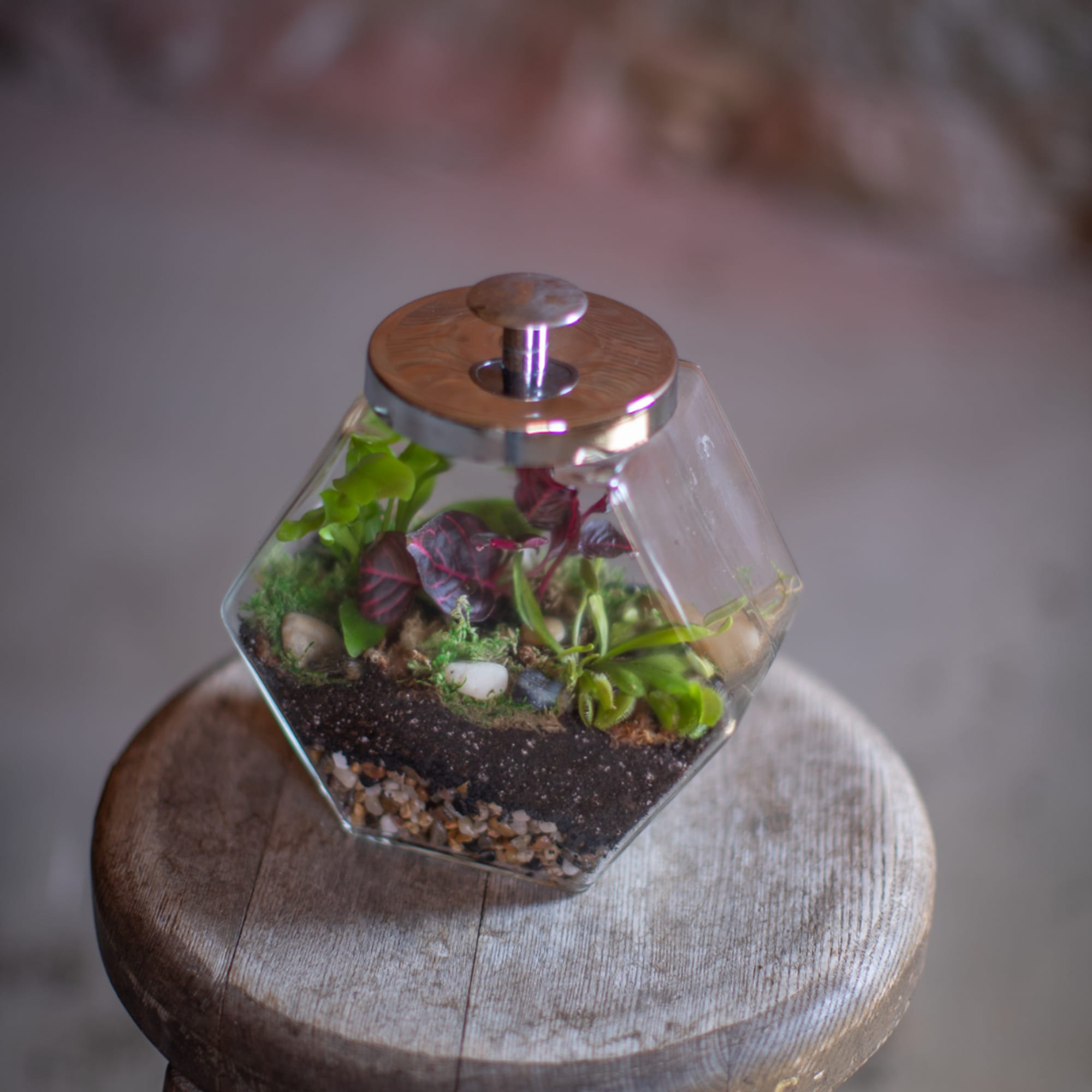 Small terrarium in a glass container with mixed plants and pebbles
