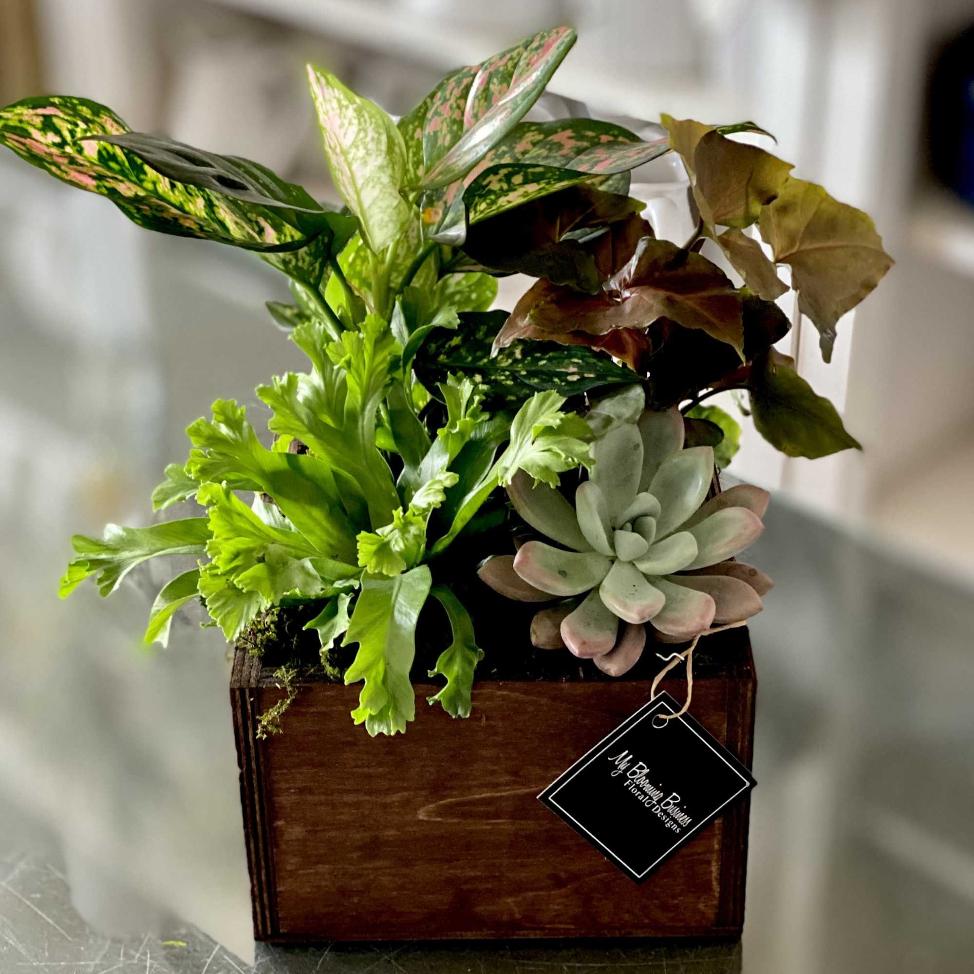Mixed potted plants and a succulent in a wooden box
