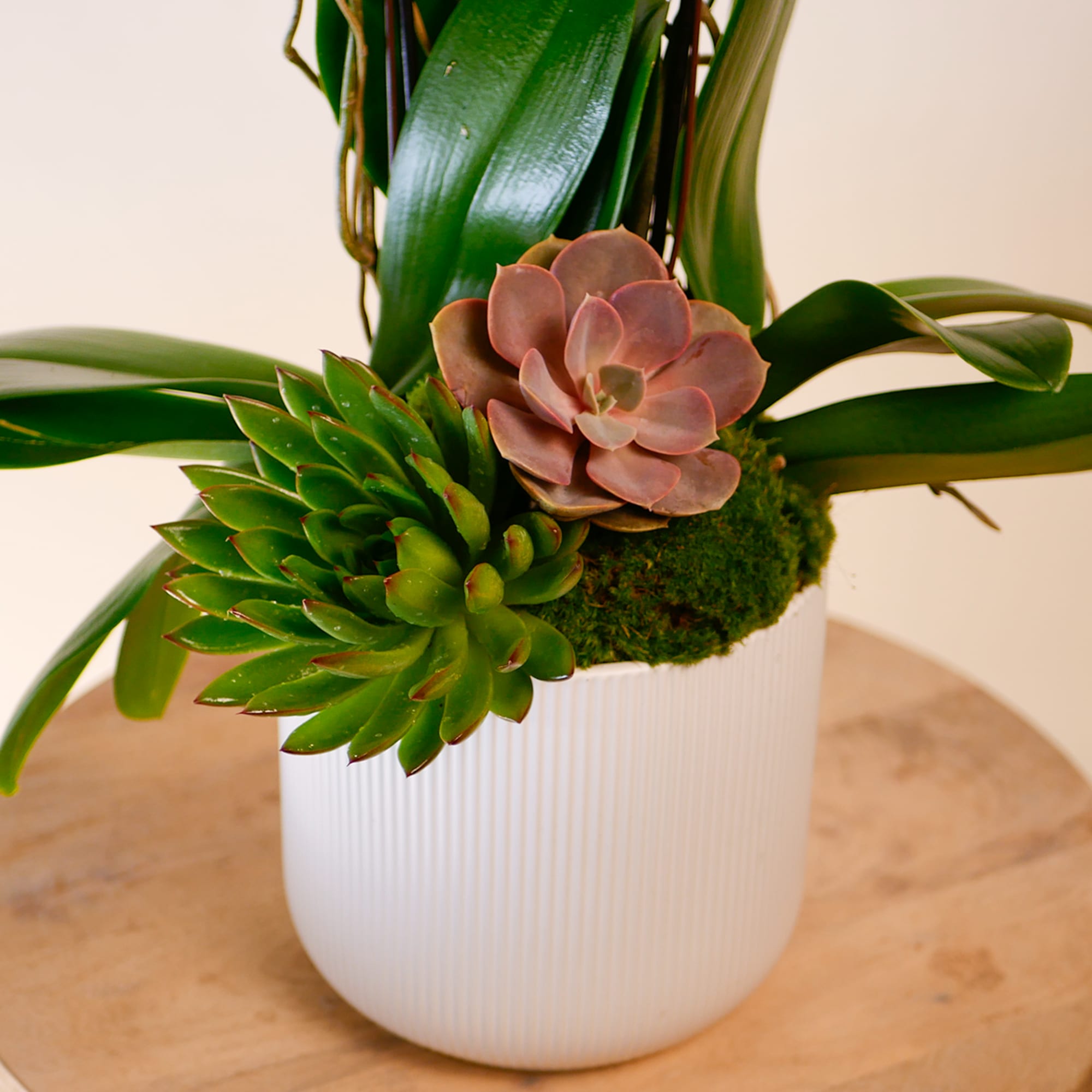 Succulent arrangement in a white ribbed pot