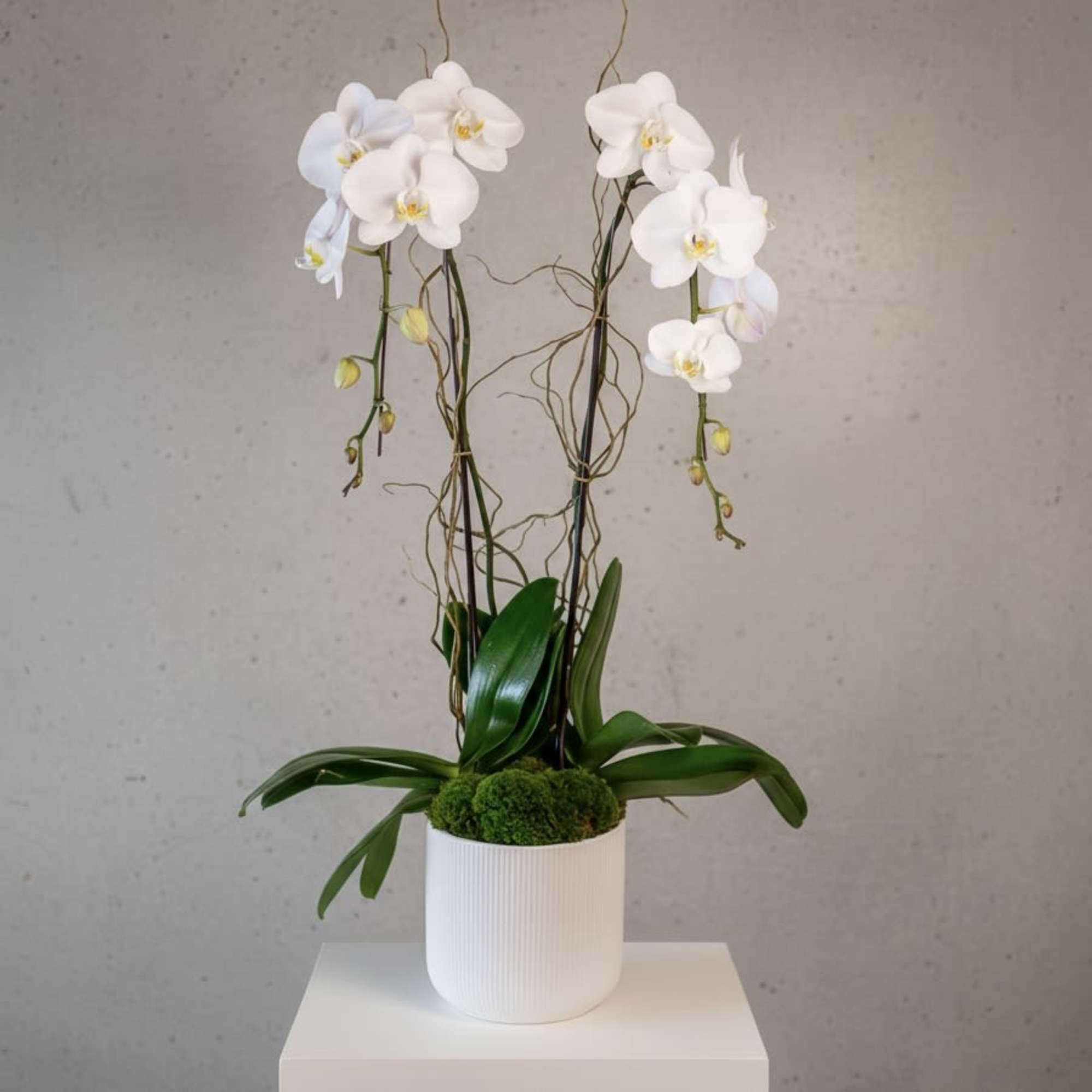 White orchids in a white pot with moss and arching stems