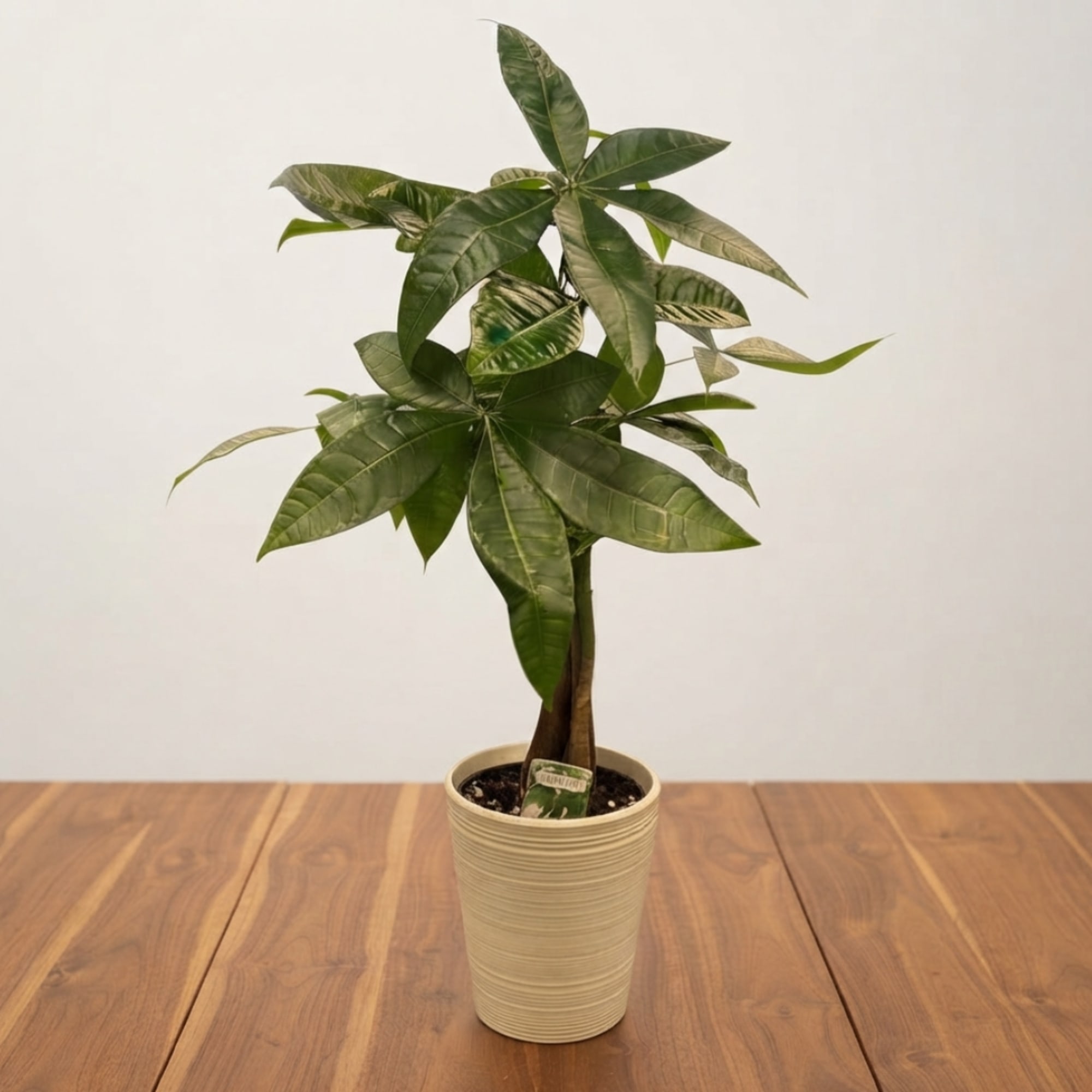Potted green houseplant with broad leaves in a beige planter