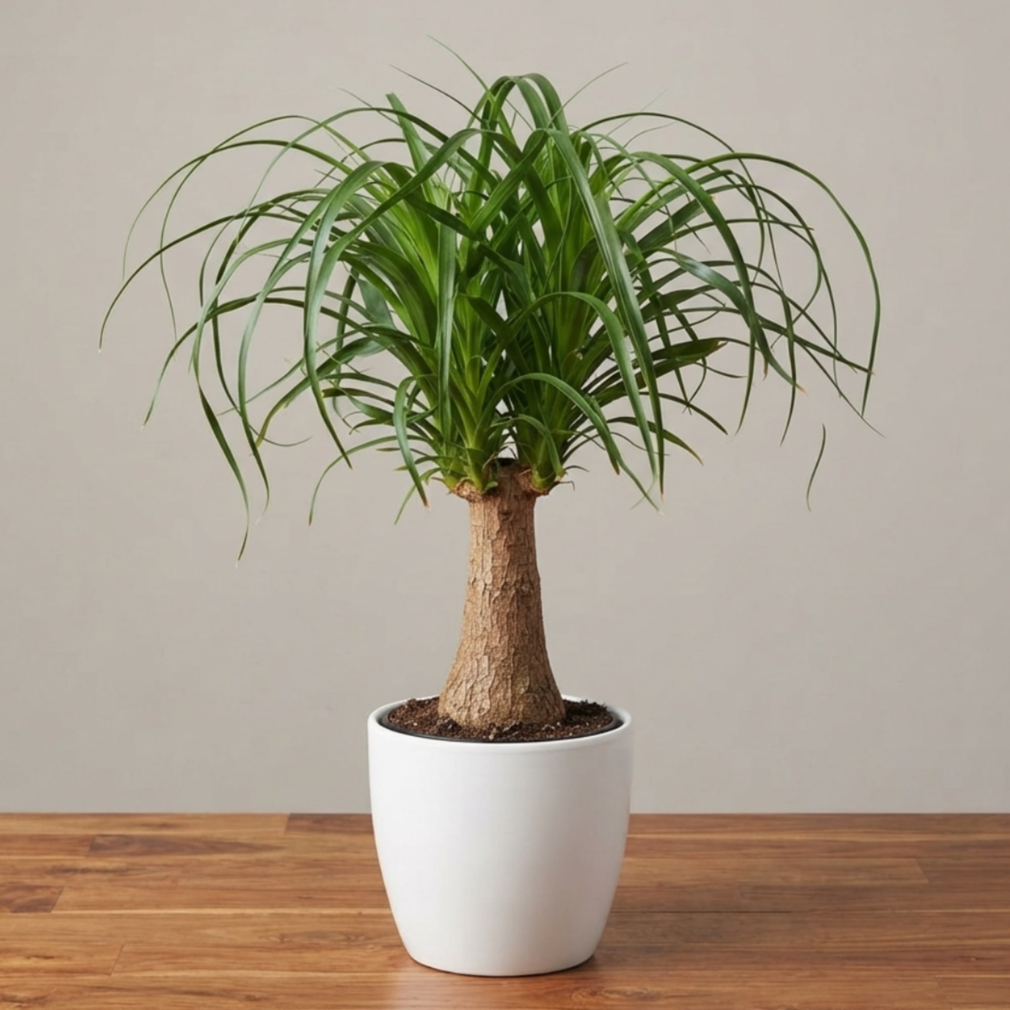 Potted ponytail palm in a white planter on a wooden surface, photo 2 of 3