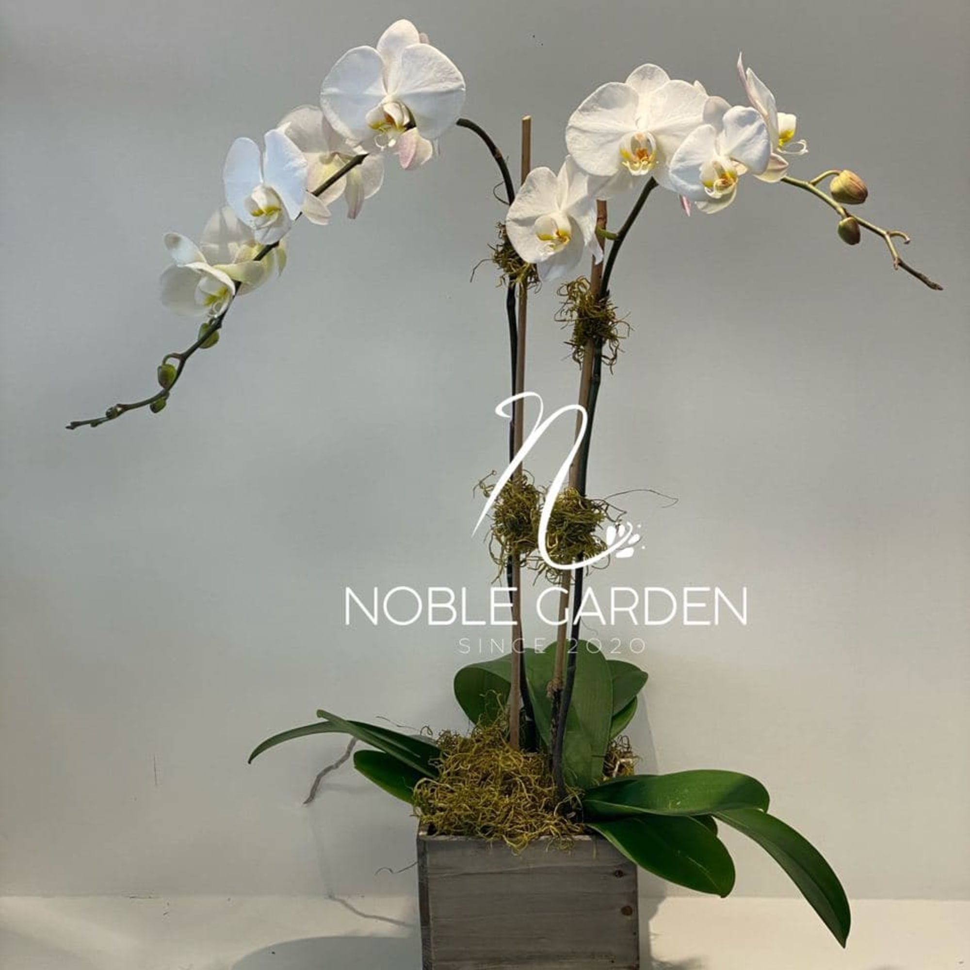 White orchids arranged in a wooden planter with moss