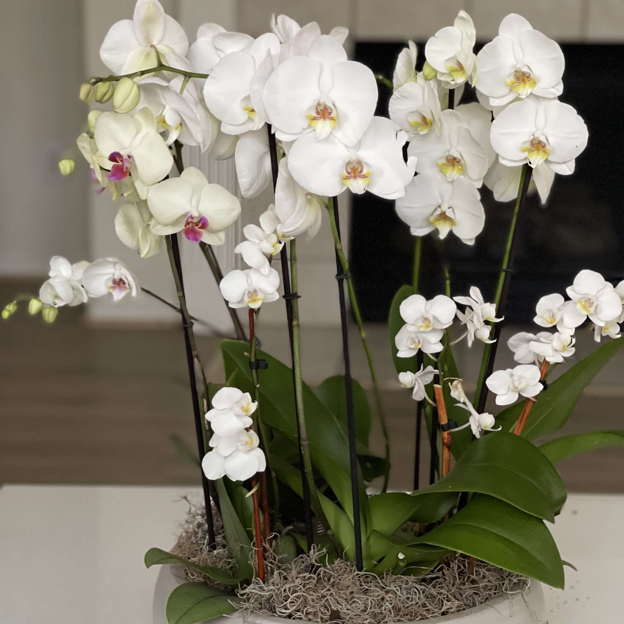 White orchids arranged in a shallow white planter