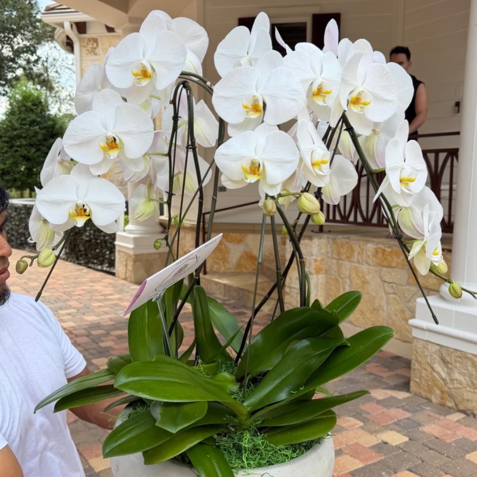 White orchid plant in a white pot with broad green leaves, photo 3 of 3