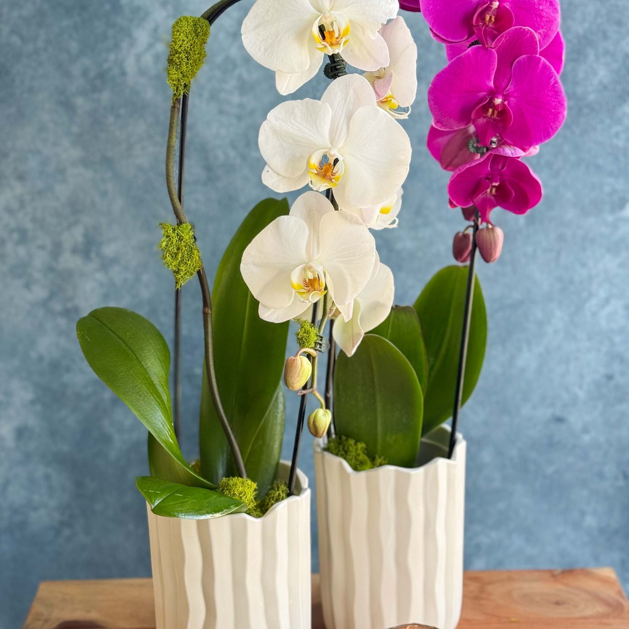 Two potted orchid plants in white ceramic pots with a candle in front