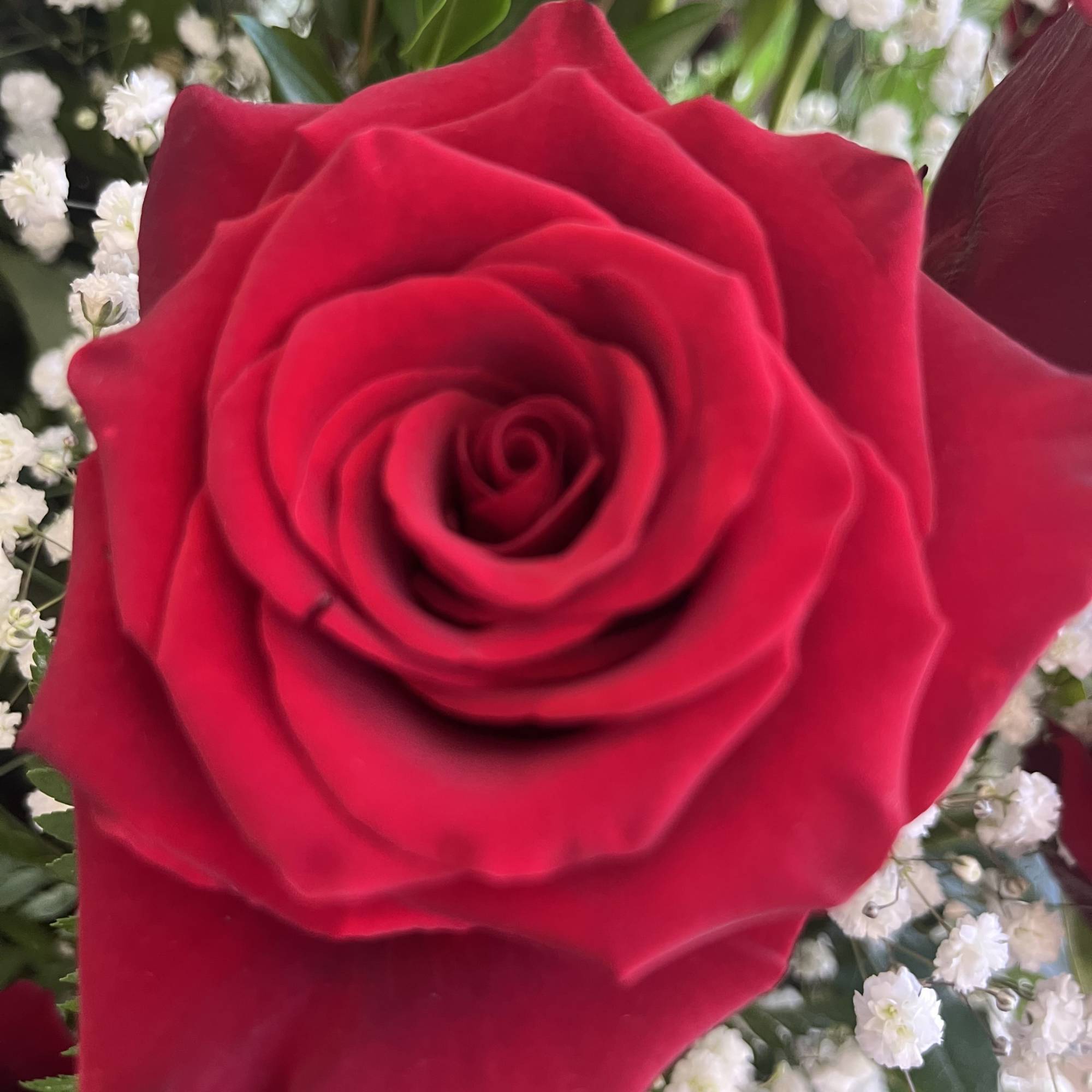 Close-up of a red rose surrounded by small white filler flowers