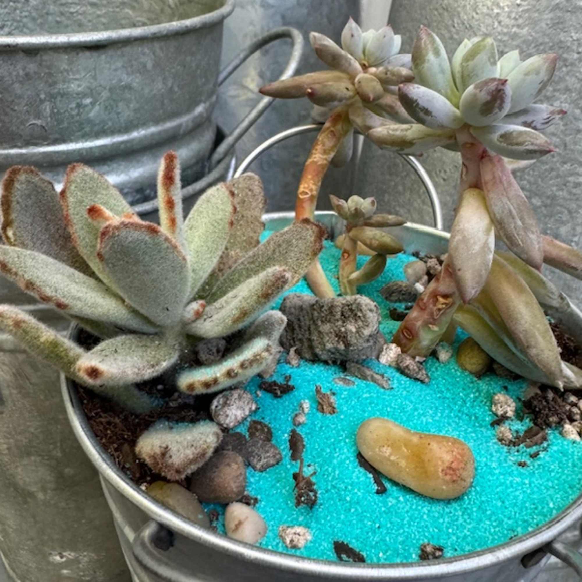 Tall Tin Pale of Desert (looking) hardy succulents in what appears to, photo 2 of 2