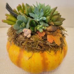 Succulent arrangement in a small pumpkin with moss and autumn accents