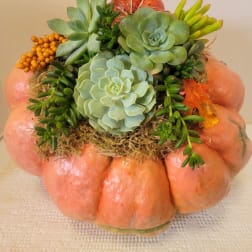 Succulent arrangement in a pumpkin-shaped container with moss