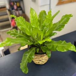 Bright green potted fern in a woven basket planter