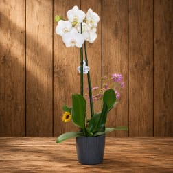 White orchid plant in a dark ribbed pot with small purple flowers