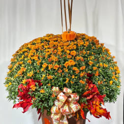 Orange chrysanthemum arrangement in a pot with a small pumpkin and ribbon bows