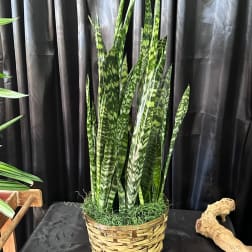 Tall snake plant in a woven basket planter