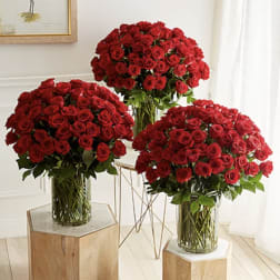 Three large bouquets of red roses in clear glass vases