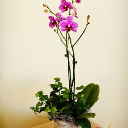 Pink orchids in a silver pot with ivy and broad green leaves