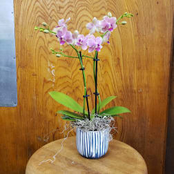 Potted pink orchid plant in a striped ceramic pot