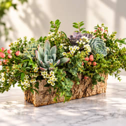 Succulent arrangement in a bark-style planter with small white flowers