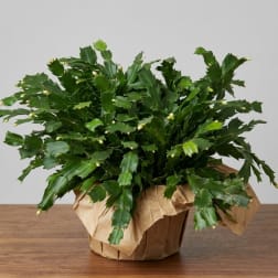 Potted holiday cactus in brown paper wrap on a table