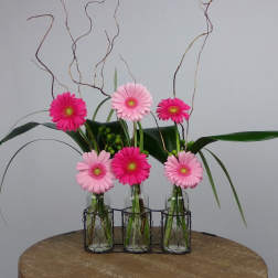 Pink gerbera daisies arranged in three small glass vases with curly branches