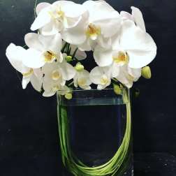 White orchids arranged in a clear glass vase