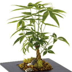 Potted money tree plant with braided trunk and rocks on top of soil