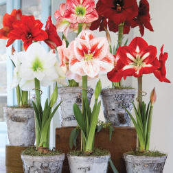Potted amaryllis blooms in red, white, and pink arranged in birch-look containers