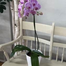 Orchids