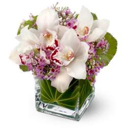Lovely Orchids