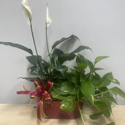 Pretty Planter