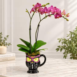 Pink orchids in a black owl-shaped mug on a tabletop