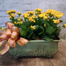 Yellow flowering plant in a green decorative planter with a plaid ribbon