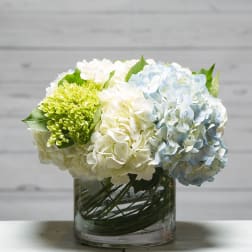 Blue and white hydrangeas in a clear glass vase