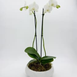 Classic Double Phalaenopsis Planter