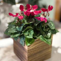 Pink cyclamen in a square wooden planter