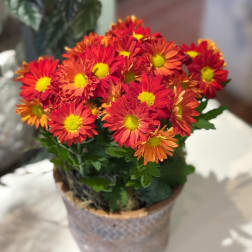 Potted arrangement of red and orange daisies in a decorative container