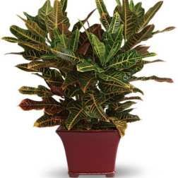 Potted croton plant with multicolored variegated leaves