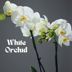 White orchid blooms on long stems against a gray background.