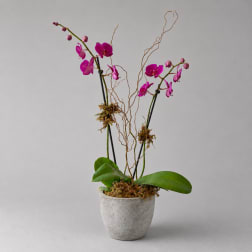 Potted orchid arrangement with bright pink blooms in a gray container