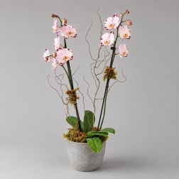 Potted orchid arrangement with pink-and-white blooms in a gray container