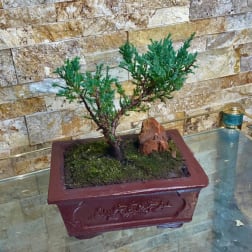 Small bonsai tree in a rectangular planter on a glass table